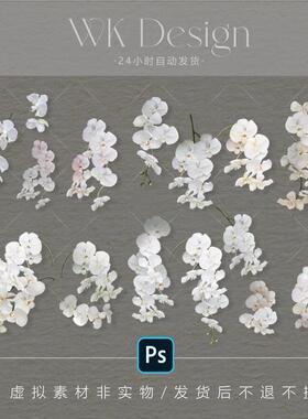 白色蝴蝶兰手绘素材 婚礼素材 花朵素材 悟空花艺素材-S002