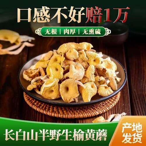 东北长白山野生榆黄蘑 干货鸡油菌玉黄金菇高品质烘干自产农产品