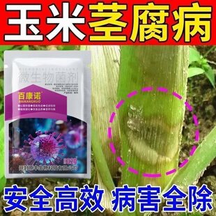 玉米病穗腐病青枯病菌剂通用药玉米专用叶斑病锈病纹枯病玉米杀