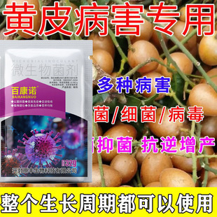 黄皮果炭疽病黄皮病专用急救枯枝病黄皮叶斑烟煤病毒病杀菌剂
