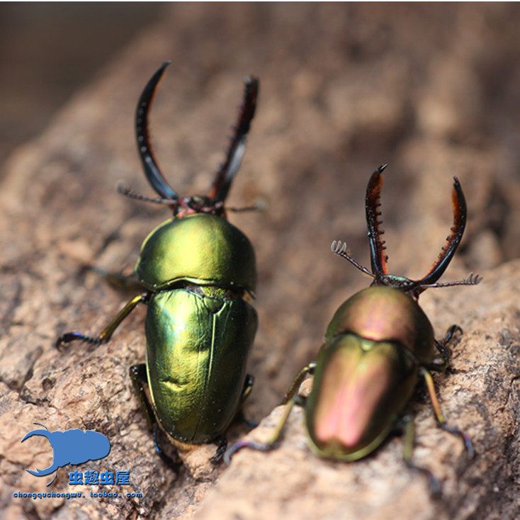 印尼金锹锹甲 成虫  2023年新虫