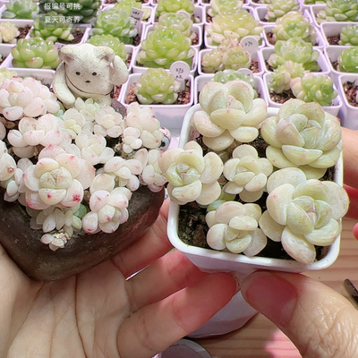 出右边冰玉，9头左边模特