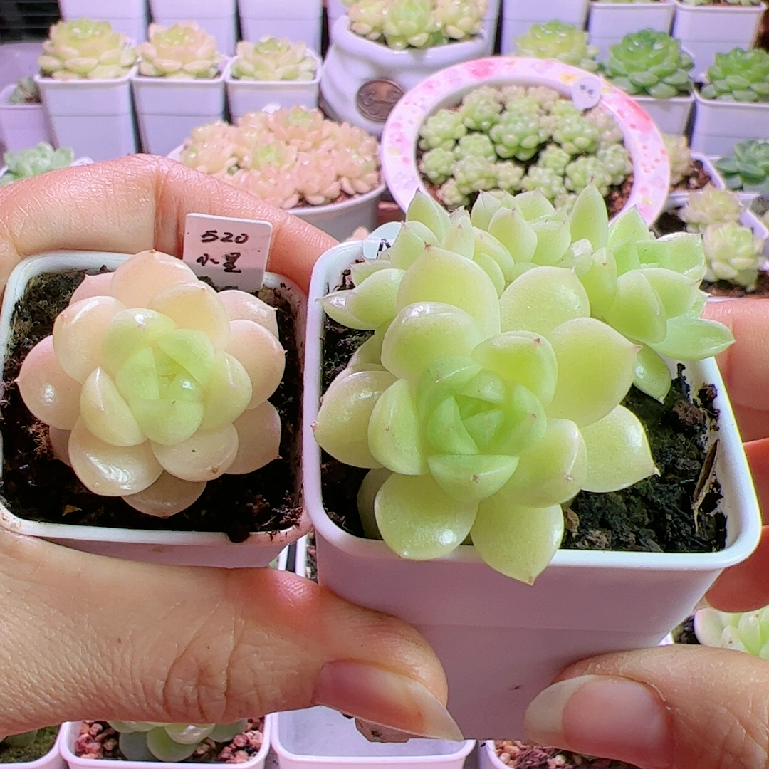 出右边520，大小7头，左边模特