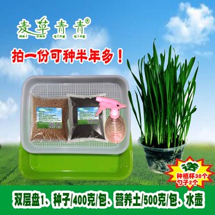 猫草种子小麦草麦苗籽种植套餐可水培土种营养土养猫兔子草清理毛