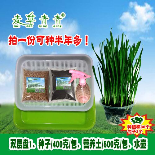 猫草种子小麦草麦苗籽种植套餐可水培土种营养土养猫兔子草清理毛 - 封面