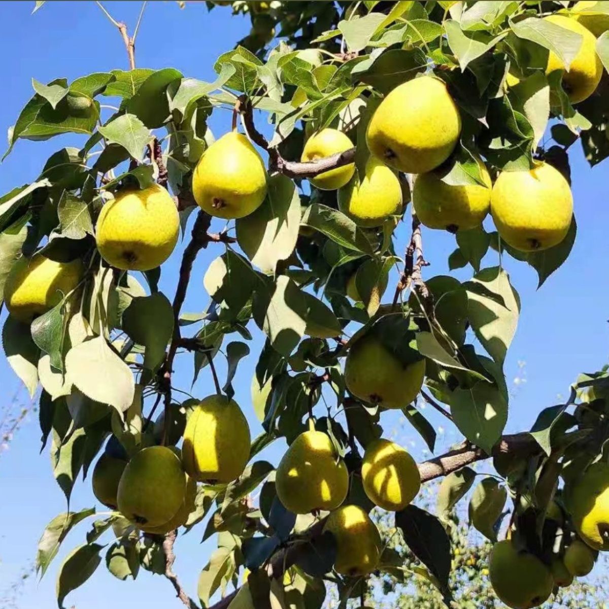 临夏啤特果甘肃广河和政特产梨