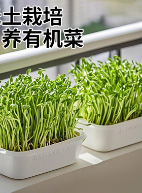 日本进口豌豆苗发芽盆绿豆芽栽培器蔬菜猫草种植无土水培育苗托盘