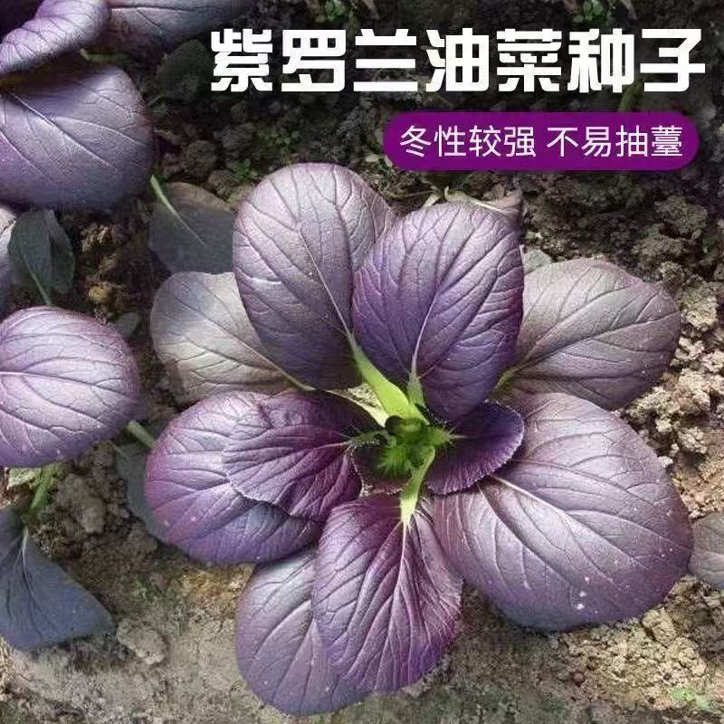 紫罗兰油菜种籽紫色上海青种子图片