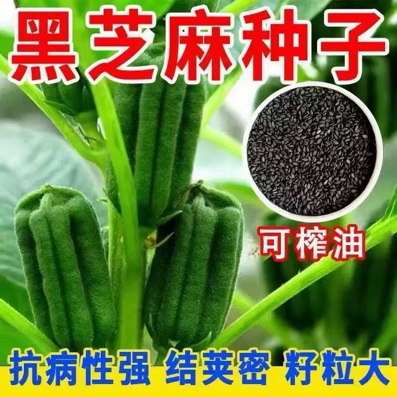 养生黑芝麻种子五谷杂粮种子黑芝麻种子出油率高榨油专用芝麻种子图片