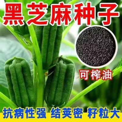 养生黑芝麻种子五谷杂粮种子黑芝麻种子出油率高榨油专用芝麻种子