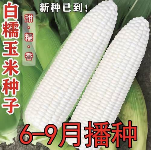 白糯甜玉米种子超甜糯玉米种子