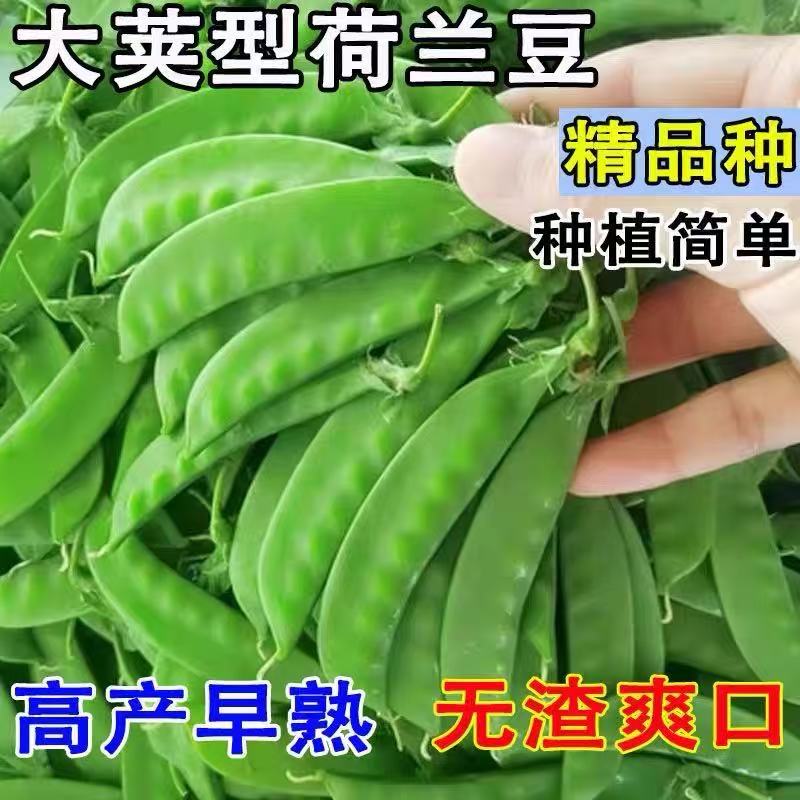 荷兰豆种子高产菜豌豆种子