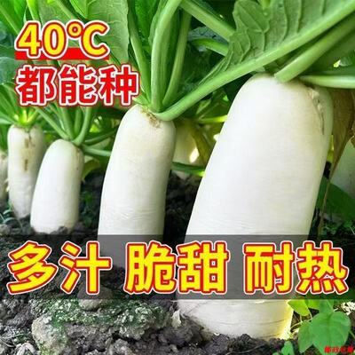 白玉萝卜耐高温蔬菜种子