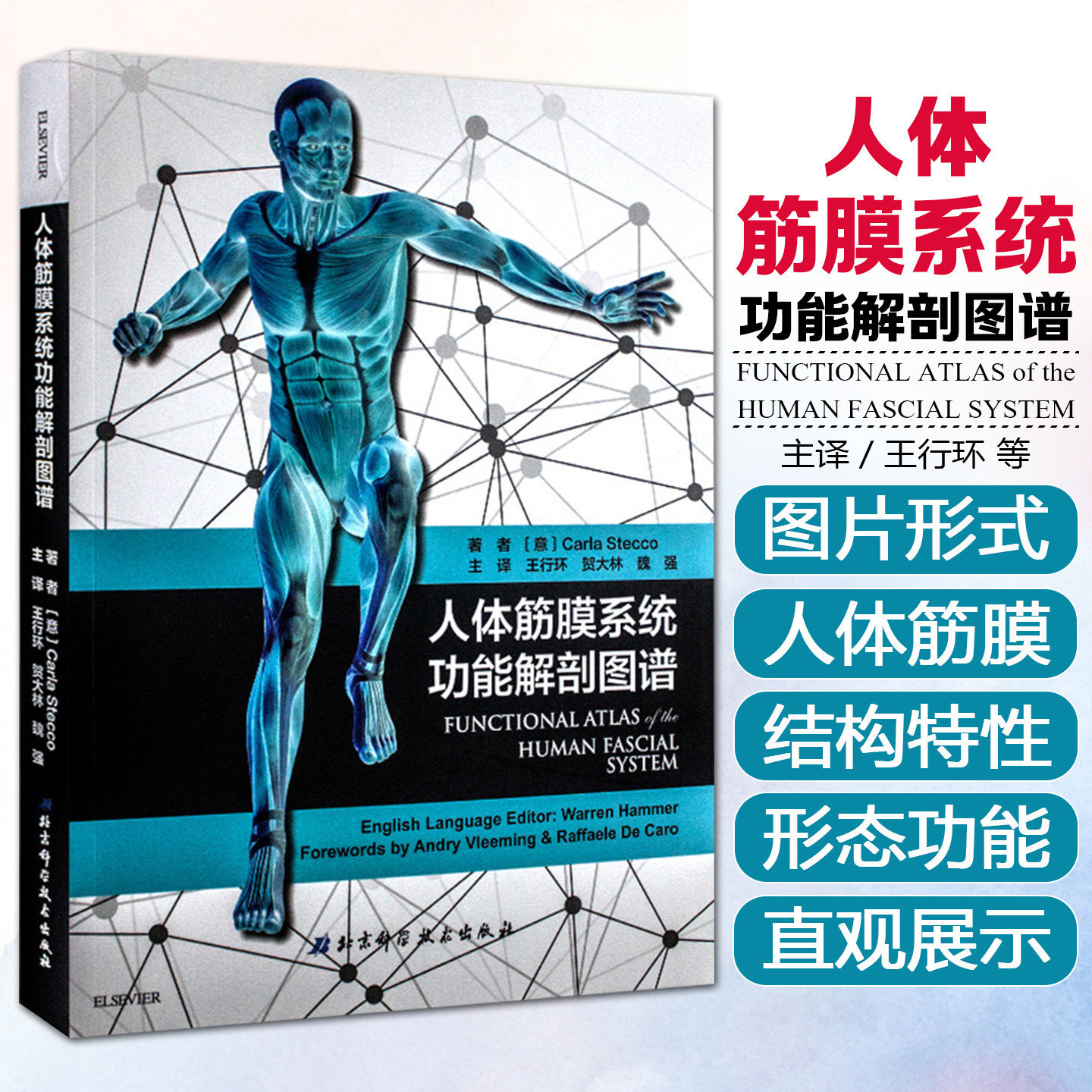 正版 人体筋膜系统功能解剖图谱 意大利引进中文简体版 王行环 贺大林 魏强著译 筋膜健身书 北京科学技术出版社9787530491232