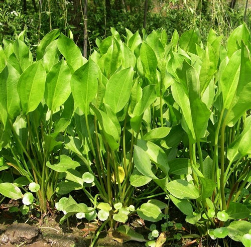 多年生水生宿根植物大叶黄冠苗黑三棱黑三菱泽泻种苗池塘绿化苗木