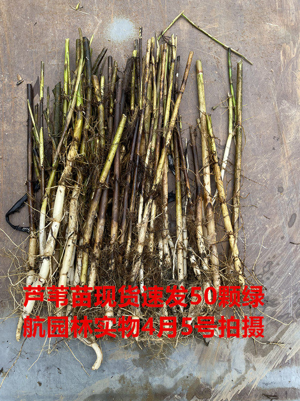 芦苇苗根苗水生植物净化污水水质池塘绿化岸边造景金边菖蒲香蒲苗