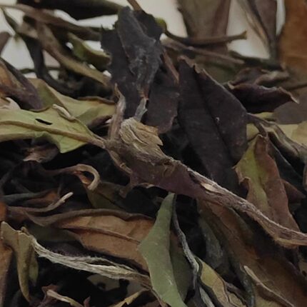 贵州古树茶 习水古树白茶 贵州茗茶 高山茶 2020年习水古树老白茶