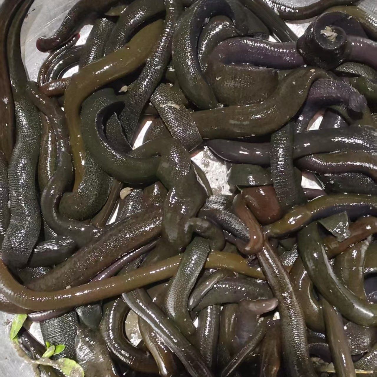 大条旱蚂蝗钓鱼活饵水蛭黑条活体鲶鱼江团鮰鱼鳜鱼大鱼饵料特大饵