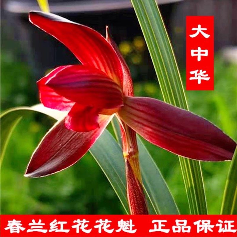 深山兰花贵州名品兰花红素娄山红大中华 盆栽花很香兰春兰