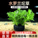 水罗兰坨草鱼缸造景水培植物绿植阴性后景古法养鱼新手懒人好养活