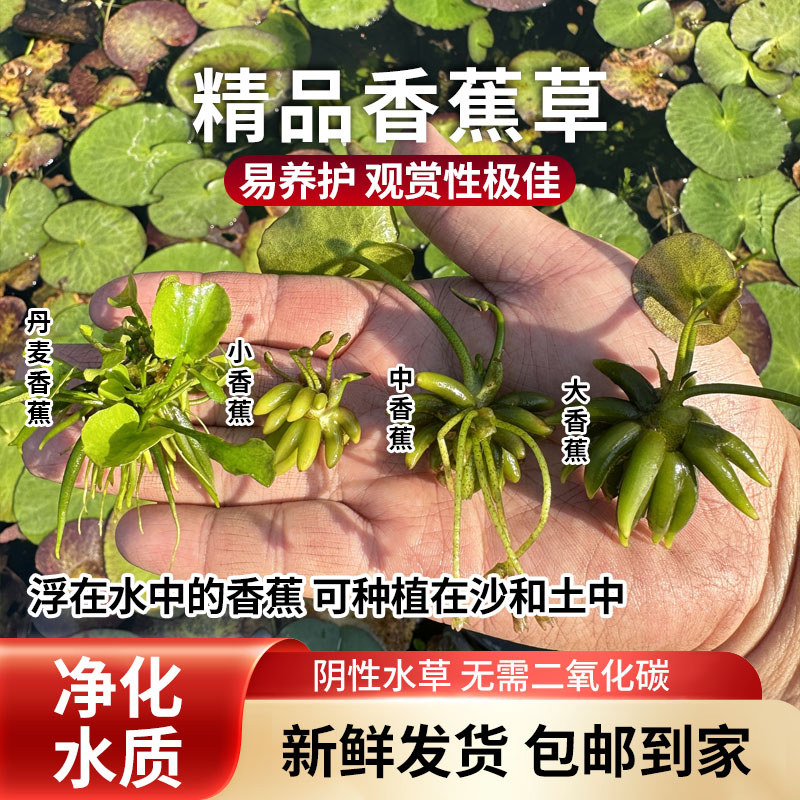 水培植物香蕉草浮叶植物阴性植物懒人鱼缸造景水培净化水质养鱼