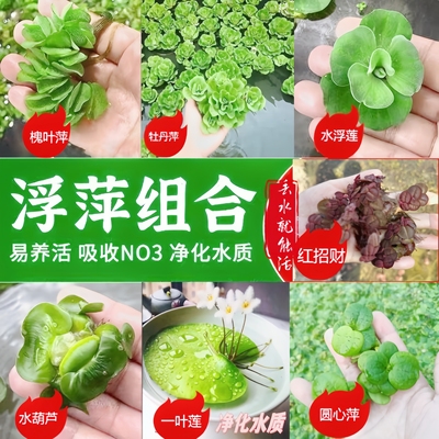 草场直发鱼缸快速造景浮萍水草