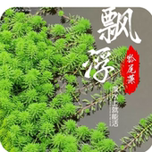 水培宝塔羽毛陀草狐尾藻懒人净化水质鲜活室内养鱼缸造景绿水草