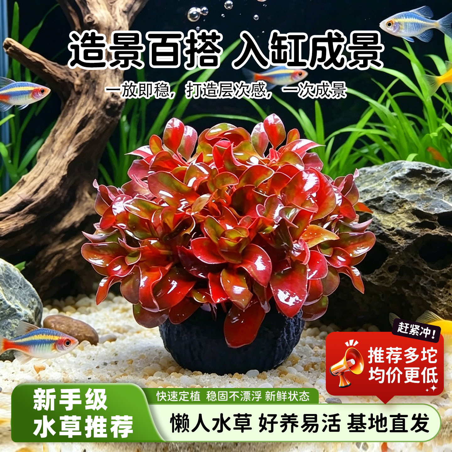 前景草红灯坨水草懒人鱼缸造景增氧净化水质阴性易养活水培绿植物