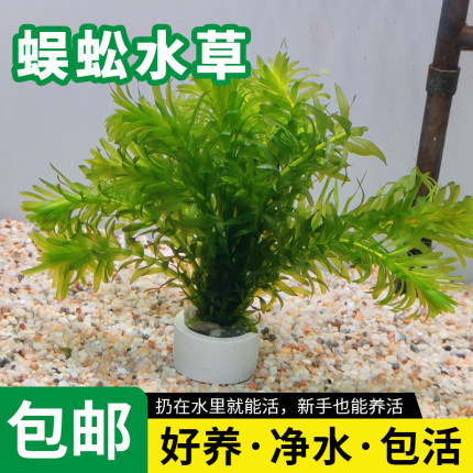 蜈蚣草金鱼肾厥草净水淡水鱼缸造景增氧养鱼专用水草