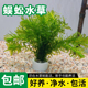 蜈蚣草金鱼肾厥草净水淡水鱼缸造景增氧养鱼专用水草