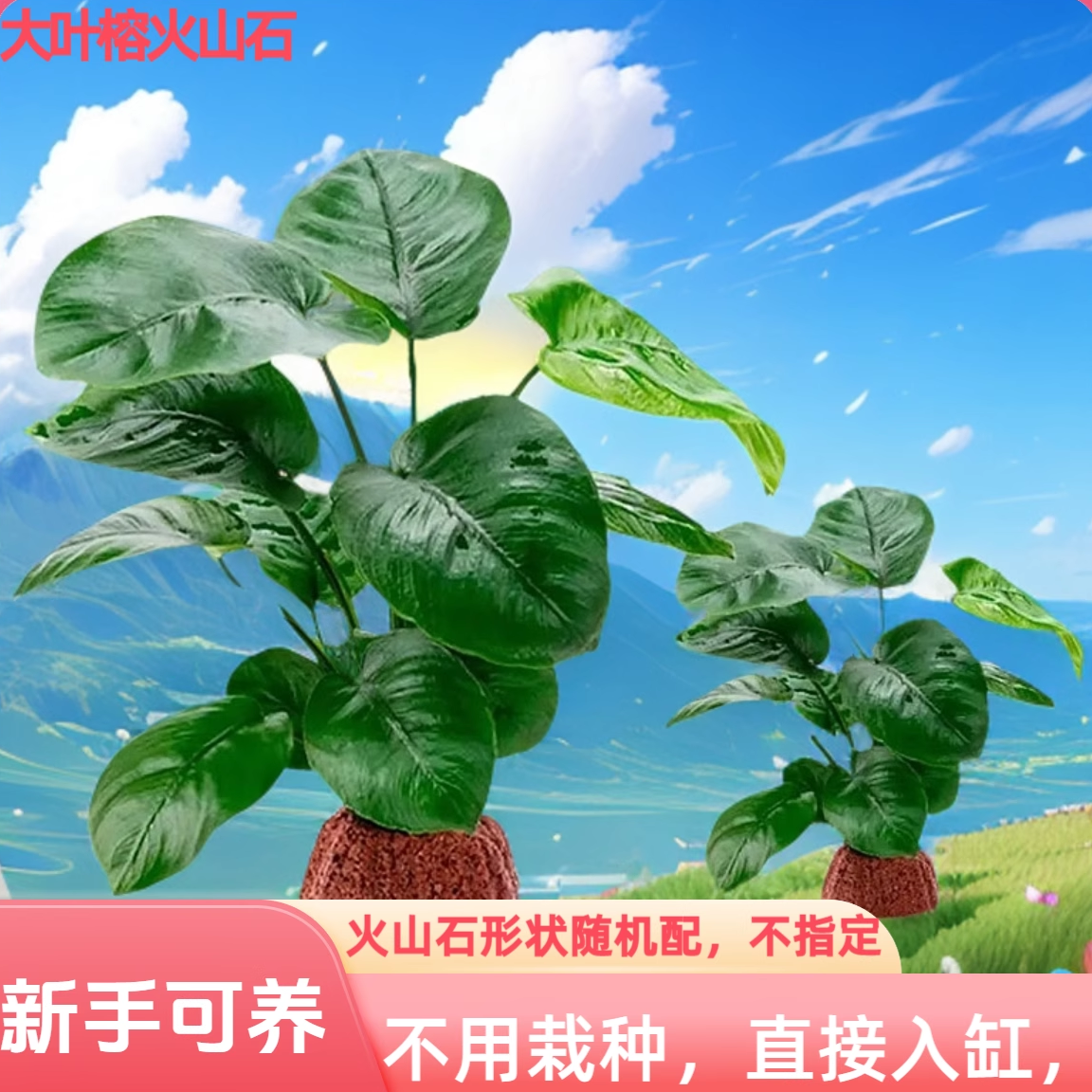 懒人新手家用鱼缸自养阴性水草易养火山石大叶榕水培净化绿色植物,宠物/宠物食品及用品,水草,淘宝优惠券,粉丝福利购,淘宝优惠卷