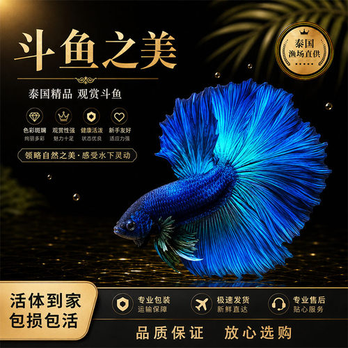 泰国赛级半月斗鱼懒人好养观赏