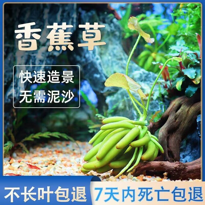 水培植物香蕉草浮叶植物阴性植物懒人鱼缸造景水培净化水质养鱼