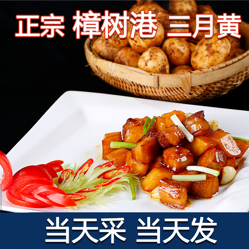 正宗湖南特产三月黄土豆樟树港三宝农家自种洋芋新鲜农产品马铃薯