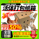 箱 透气打孔纸箱大小枕笼鸟笼子宠物鸽子猫咪仓鼠活体运输专用包装