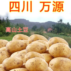 马尔科洋芋种子秋冬季带发芽土豆种四川万源高山杨芋马铃薯黄心皮