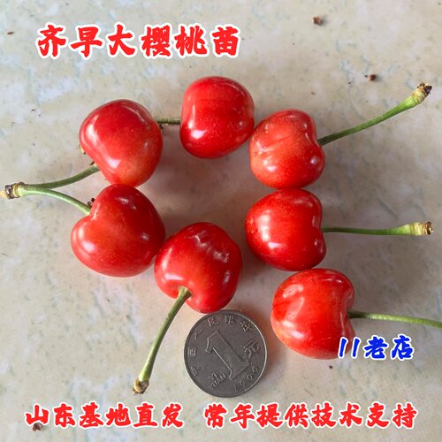 早熟奇早大樱桃树苗齐早大樱桃树苖车厘子苗庭院盆栽南方北方种植