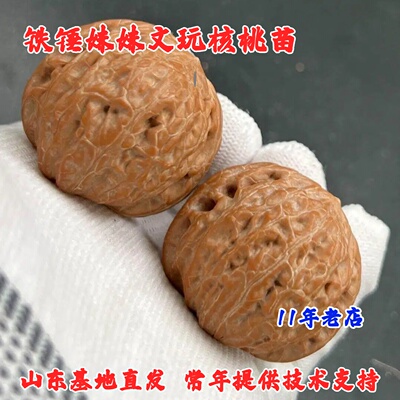矮桩肉球铁锤妹妹文玩核桃树苗血麒麟狮子头麻核桃苗南方北方种植
