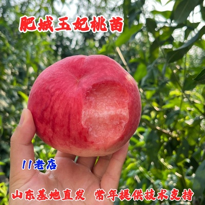 肥城佛桃玉妃桃树苗嫁接水蜜桃树果苗盆栽地栽南北方种植当年结果