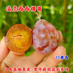 嫁接脆甜西梅树树苗杏李子法兰西西梅苗南方北方种植地栽当年结果