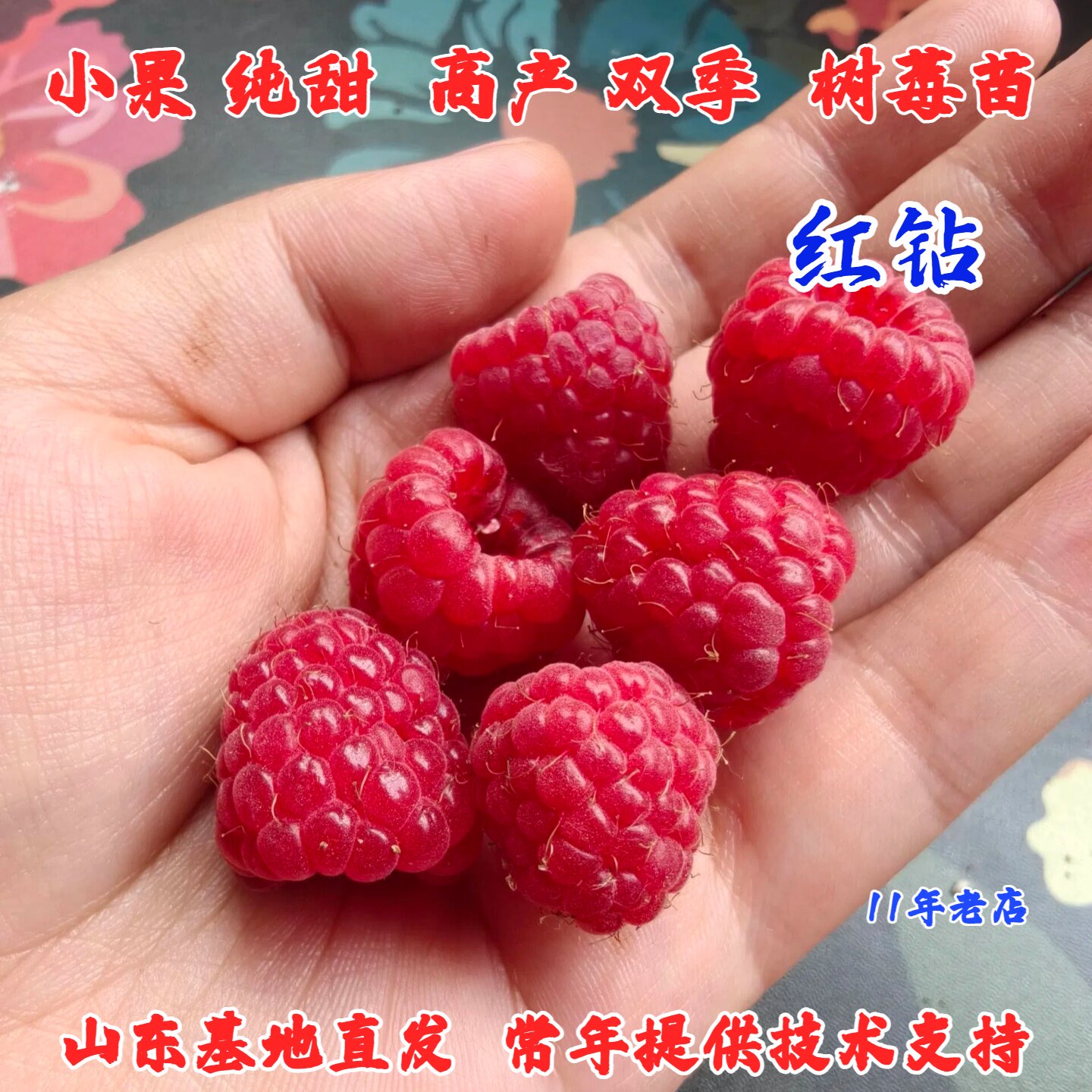 双季红钻红树莓苗玫瑰香盆栽地栽树莓盆栽
