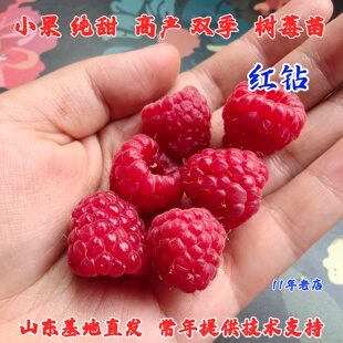 双季红钻红树莓苗玫瑰香盆栽地栽爬藤覆盆子树莓果苗南方北方种植