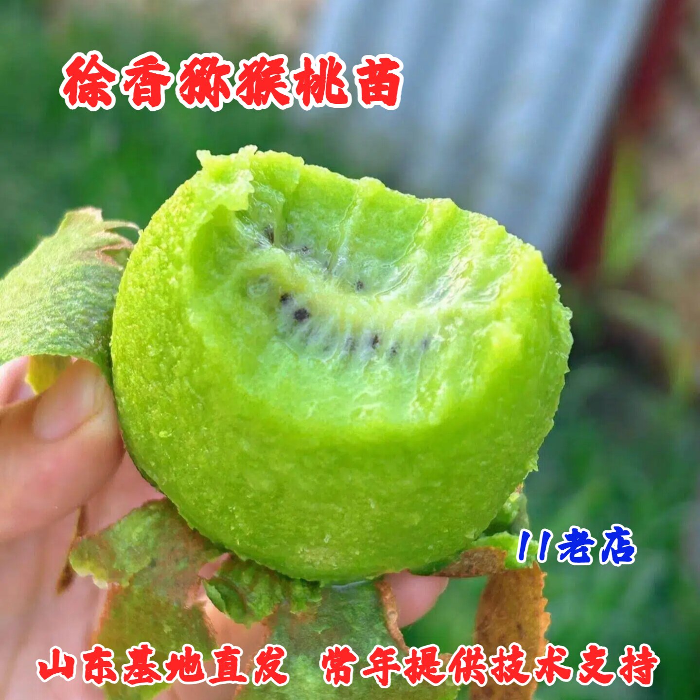 耐寒陕西周至徐香猕猴桃树果苗盆
