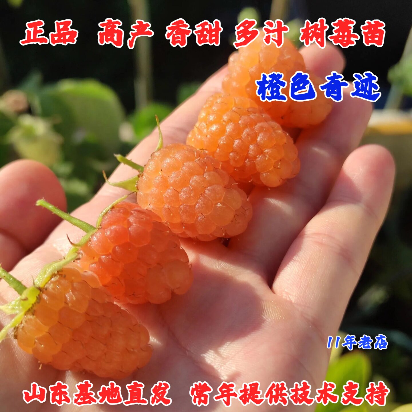橙色奇迹树莓苗野生覆盆子金秋黄树莓果苗盆栽南北方种植当年结果