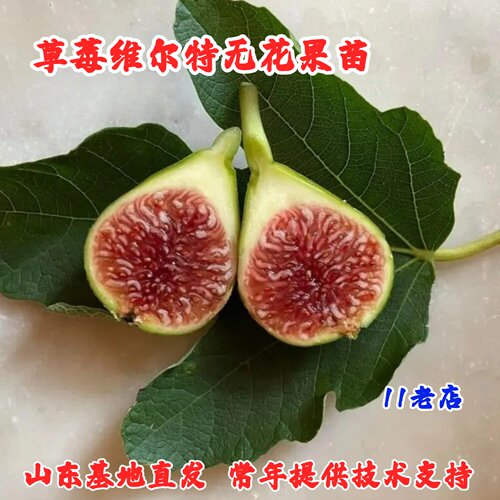 草莓维尔特无花果苗