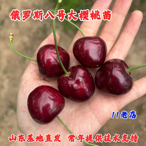 耐寒冻俄罗斯8号大樱桃苗嫁接俄八樱桃树苖车厘子树苗南北方种植