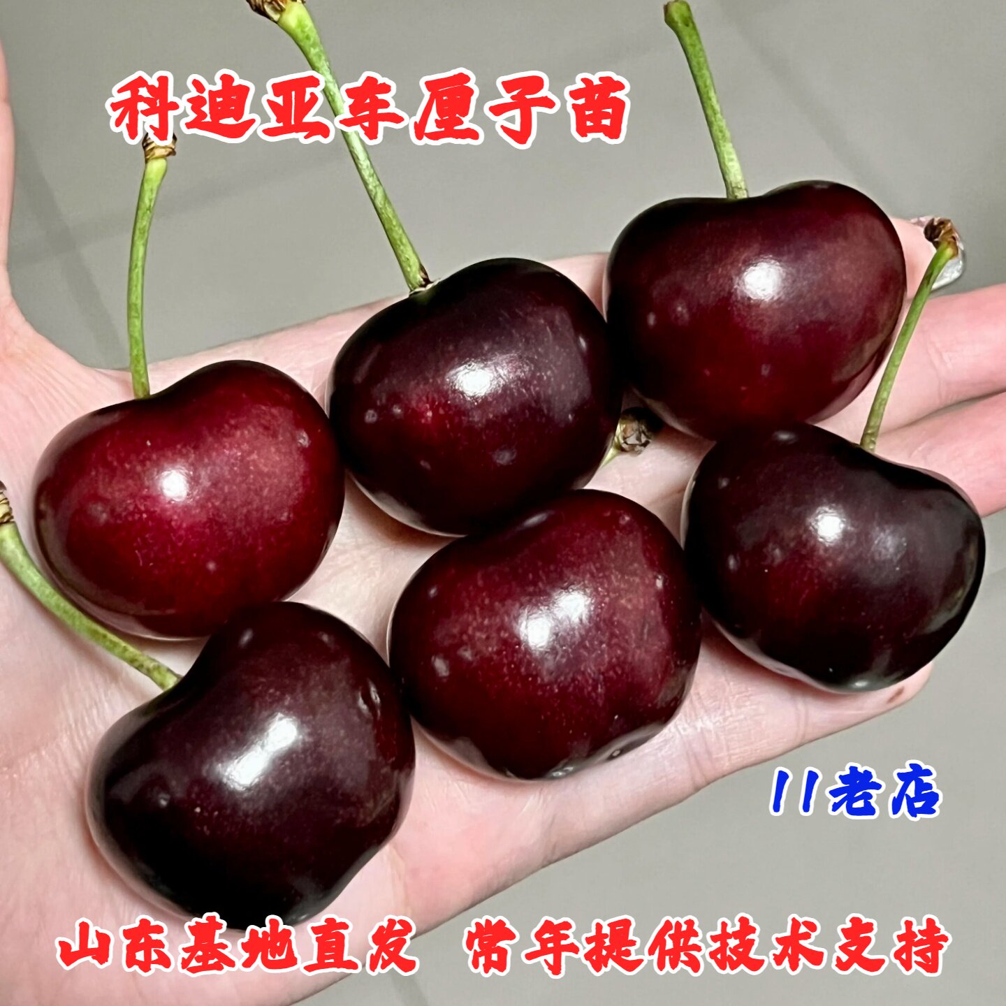 晚熟Kordia科迪亚车厘子苗樱桃/车厘子盆栽