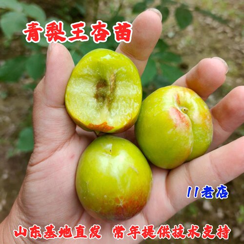 大梨杏树苗新疆特产青梨杏树苗青杏苗大青梨杏树甜核离核杏苗