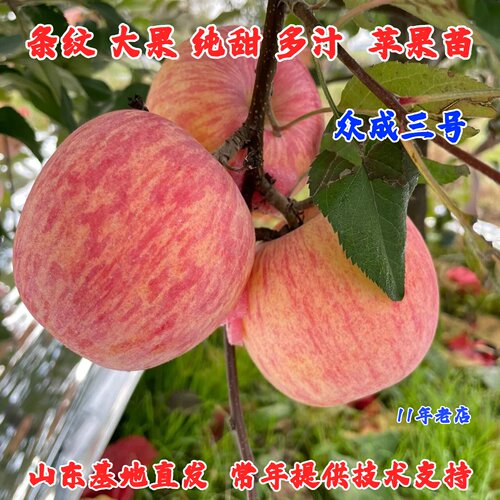 嫁接脆甜山东烟台条纹红富士苹果苗矮化短枝众成三号冰糖心苹果苗
