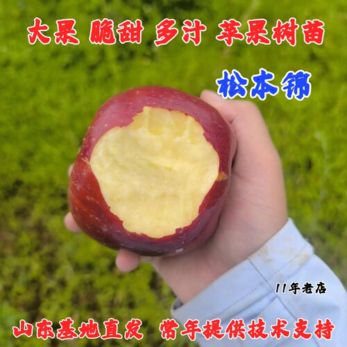 苹果树果苗嫁接松本锦苹果树苗耐寒脆甜苹果苗庭院盆栽地栽种植